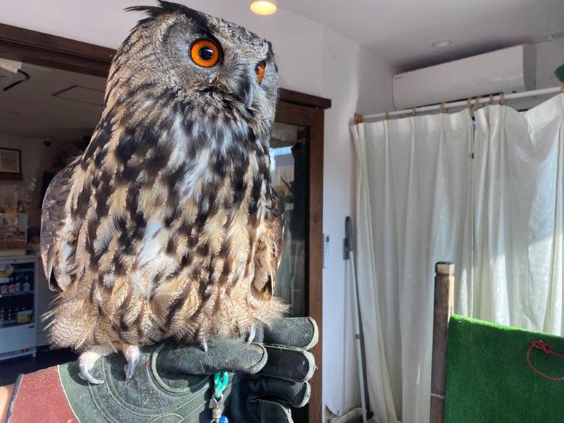 ふくろうカフェ ふくろうの里 原宿店 を取材 行った感想と可愛い小動物の写真を公開 Boy ボーイ モテない男子のためのモテメディア