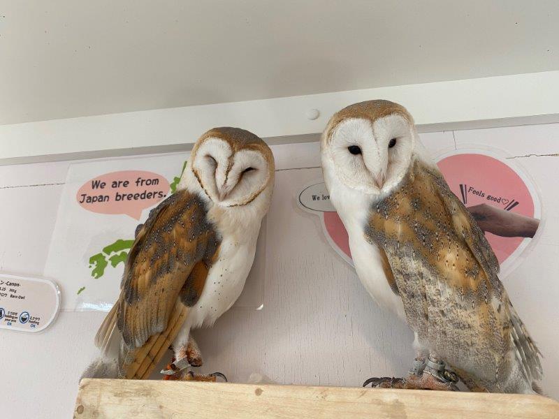 ふくろうカフェ ふくろうの里 原宿店 を取材 行った感想と可愛い小動物の写真を公開 Boy ボーイ モテない男子のためのモテメディア