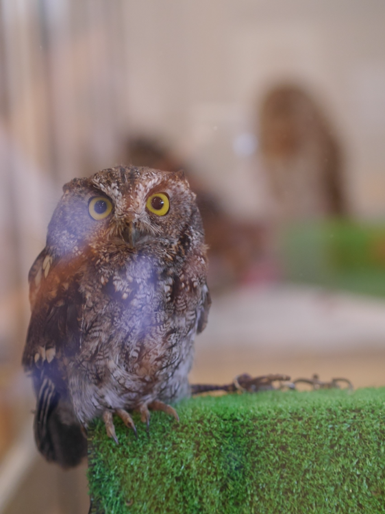 owl